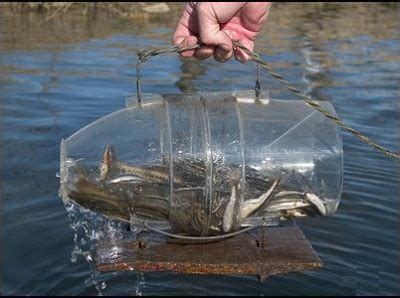 Improve your fishing skills with the magic bait minnow trap